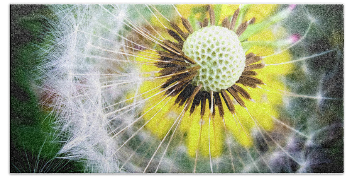 Dandelions Beach Sheet featuring the photograph CELEBRATION of NATURE by Karen Wiles