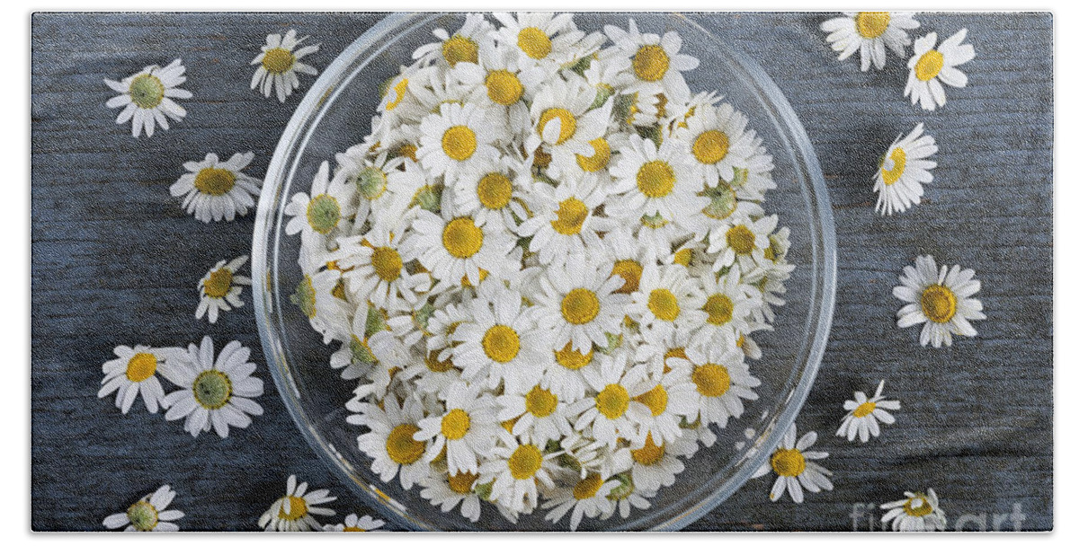Chamomile Beach Towel featuring the photograph Chamomile flowers in bowl 2 by Elena Elisseeva