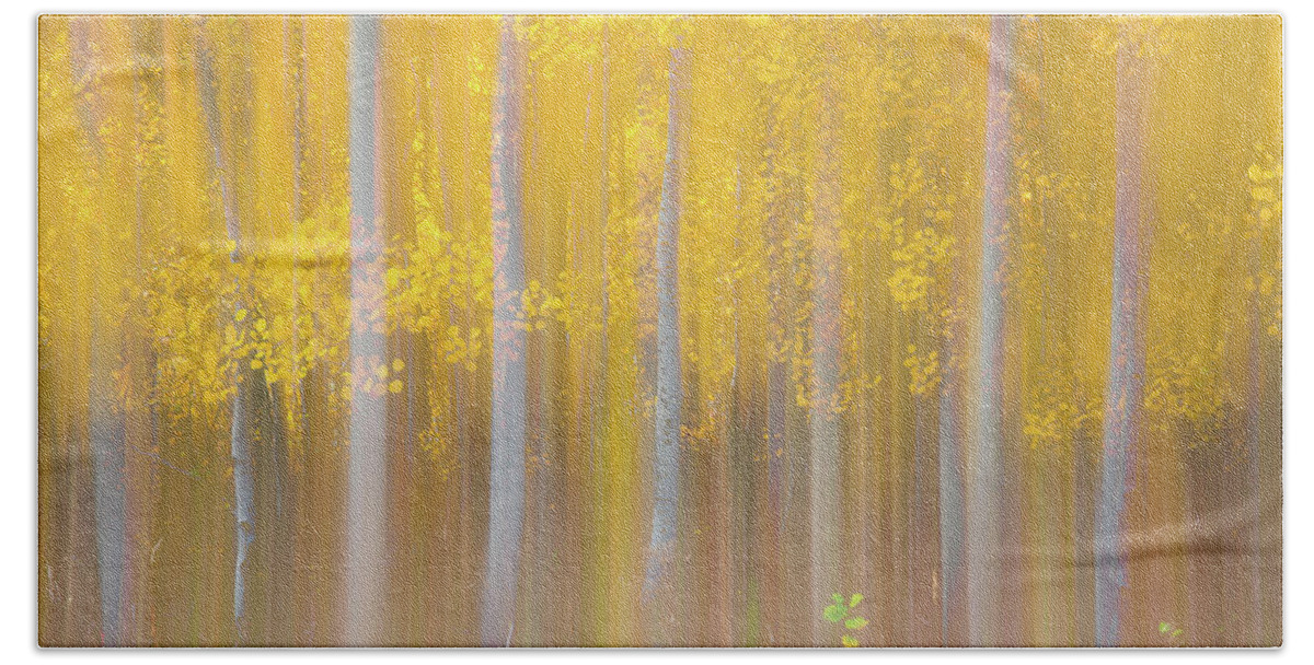 Aspen Beach Towel featuring the photograph Changing Seasons by Darren White