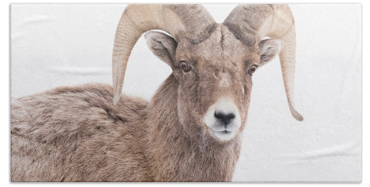 Ram Beach Towel featuring the photograph Checking Me Out by Yeates Photography