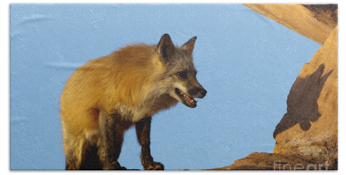 Fox Beach Towel featuring the photograph Checking My Shadow by Sandra Bronstein