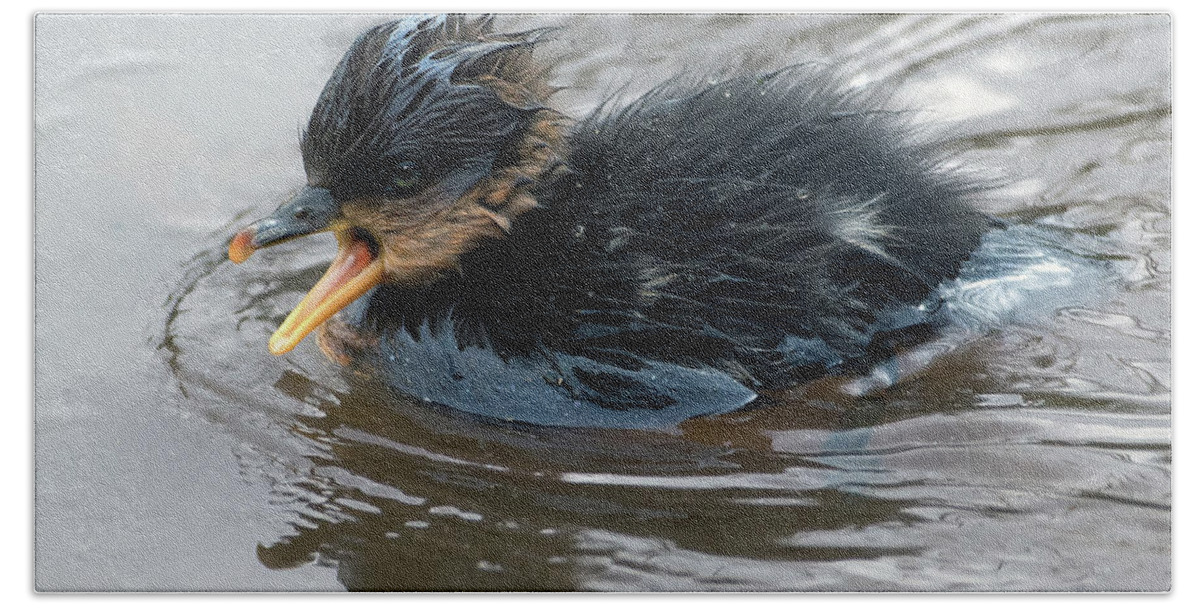 Merganser Beach Towel featuring the photograph Cheeping Chick by Art Cole