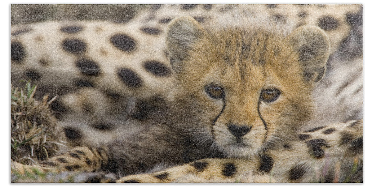 00761521 Beach Towel featuring the photograph Cheetah Cub Portrait by Suzi Eszterhas