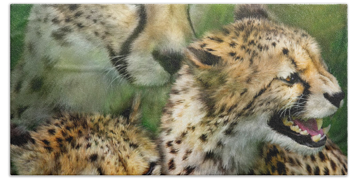 Cheetah Beach Sheet featuring the mixed media Cheetah Moods by Carol Cavalaris