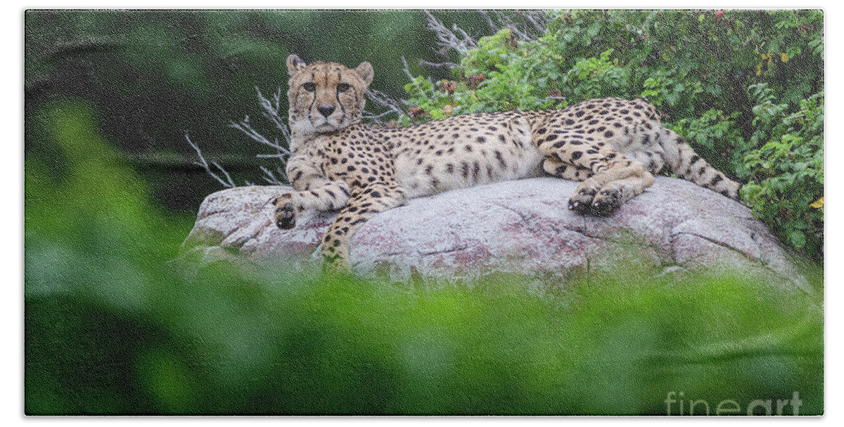 Acinonyx Jubatus Beach Towel featuring the photograph Cheetah rests on a rock by Steve Somerville