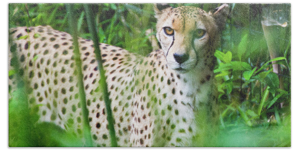 Big Cat Beach Sheet featuring the photograph Cheetah by SR Green