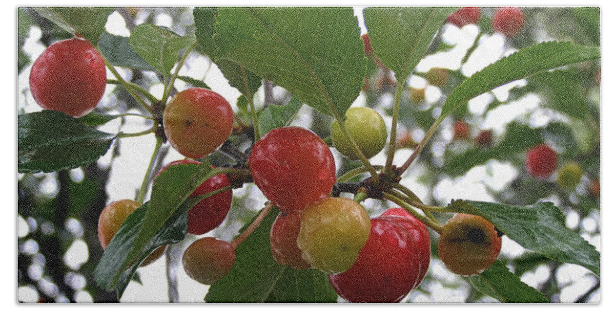 Cherry Beach Towel featuring the photograph Cherries in the Morning Rain by Angie Rea