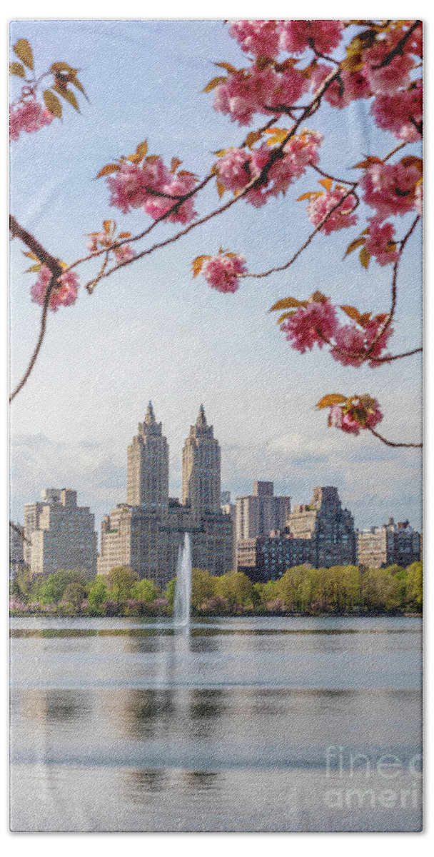 Central Park Beach Towel featuring the photograph Cherry blossom in Central Park in spring, New York, USA by Matteo Colombo