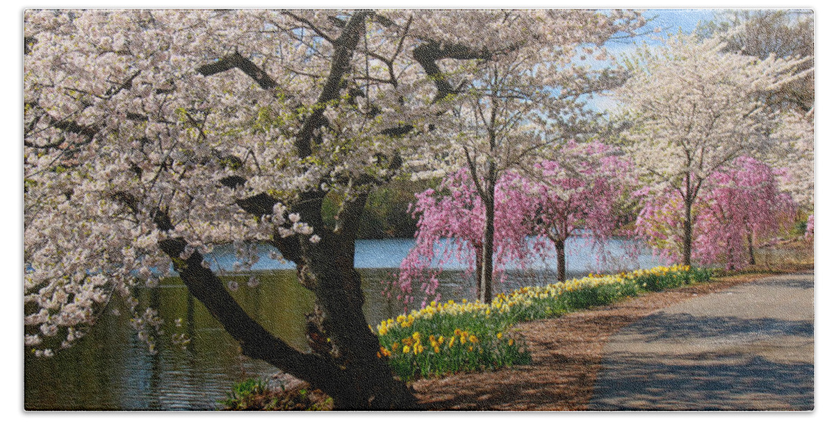 Cherry Blossoms Beach Sheet featuring the photograph Cherry Blossom Trees of Branch Brook Park 17 by Allen Beatty