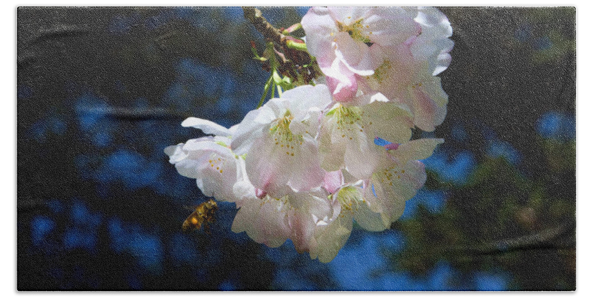 Cherry Blossoms And Bee Beach Towel featuring the photograph Cherry Blossoms and Bee by Bonnie Follett