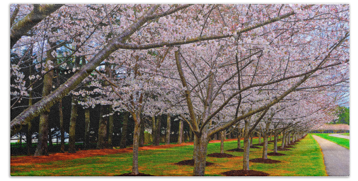 Cherry Blossoms Beach Sheet featuring the photograph Cherry Blossoms at the Beach by Don Mercer