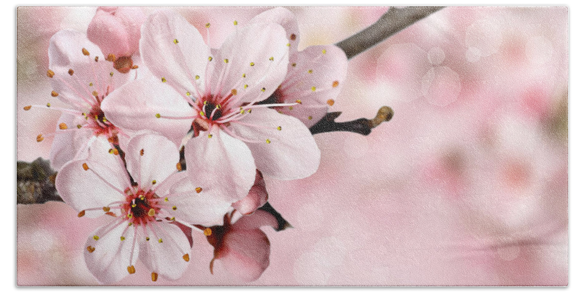 Japanese Cherry Blossoms Beach Sheet featuring the photograph Cherry Blossoms in Bloom by Leah McPhail