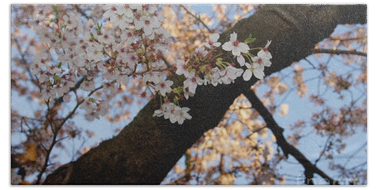 Cherry Blossoms Beach Towel featuring the photograph Cherry Blossoms by Megan Cohen