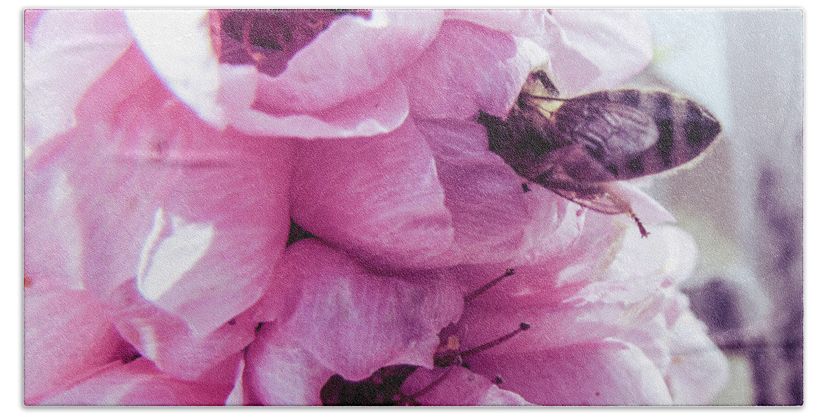 Spring Beach Towel featuring the photograph Cherry Flower by Cesar Vieira