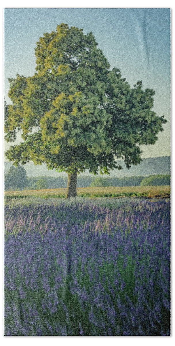 Countryside Beach Towel featuring the photograph Chestnut in Lavender by Don Schwartz