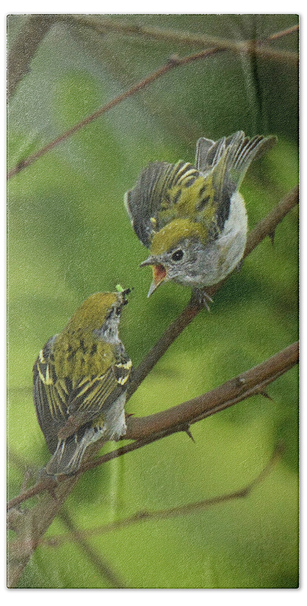 Bird Beach Towel featuring the photograph Chestnut-sided Warbler Being Fed by Alan Lenk