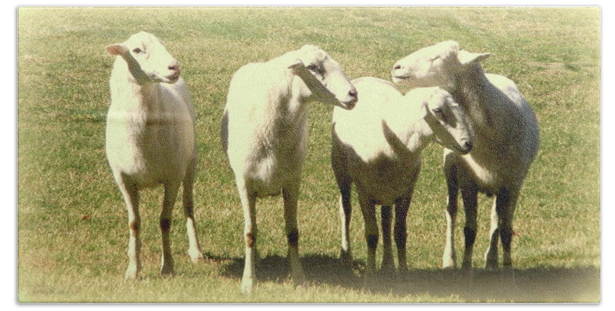 Animals Beach Towel featuring the photograph Cheviot Sheep by Kathy Barney