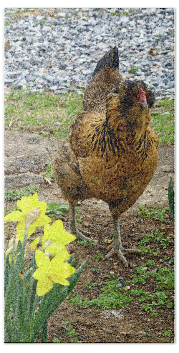 Chicken Walking Among Yellow Daffodils Beach Towel featuring the photograph Chicken Among Daffodils by Sally Weigand