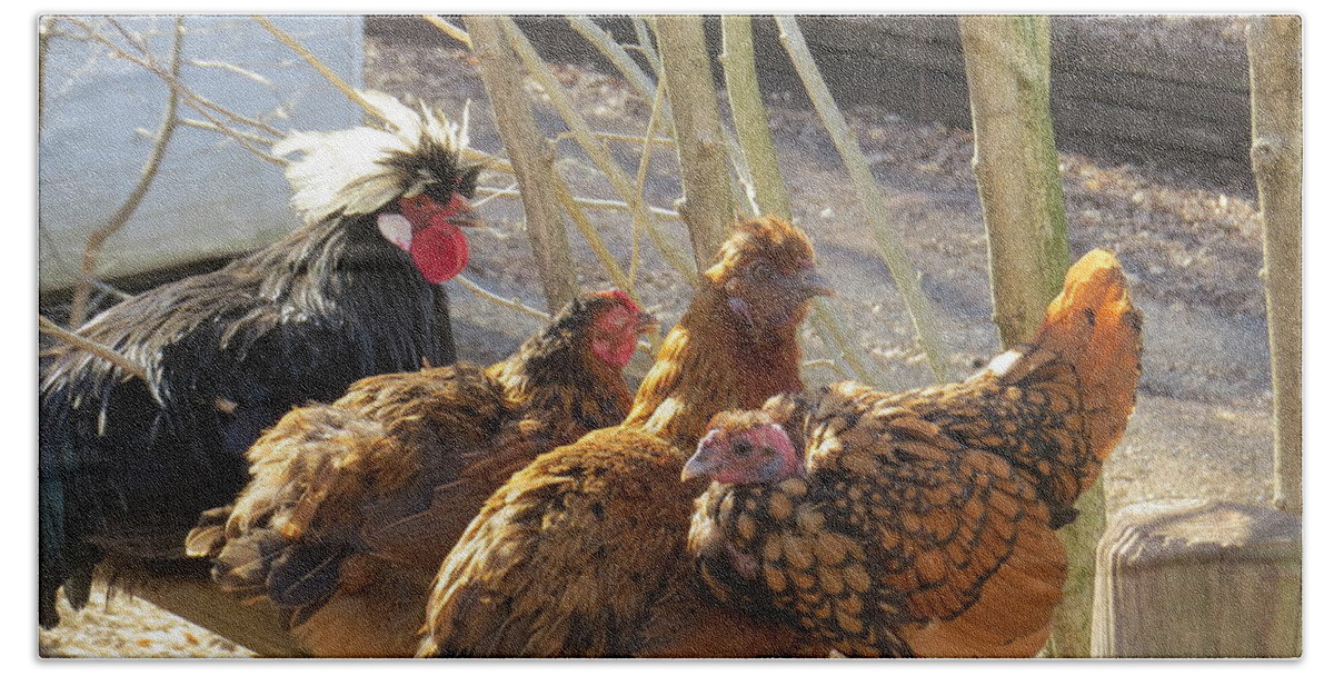 Farm Animals Beach Sheet featuring the photograph Chicken Protest by Jeanette Oberholtzer