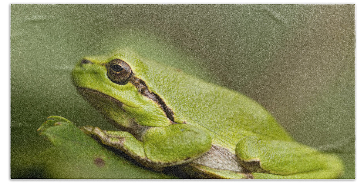 Adult Beach Towel featuring the photograph Chilling Tree Frog by Roeselien Raimond