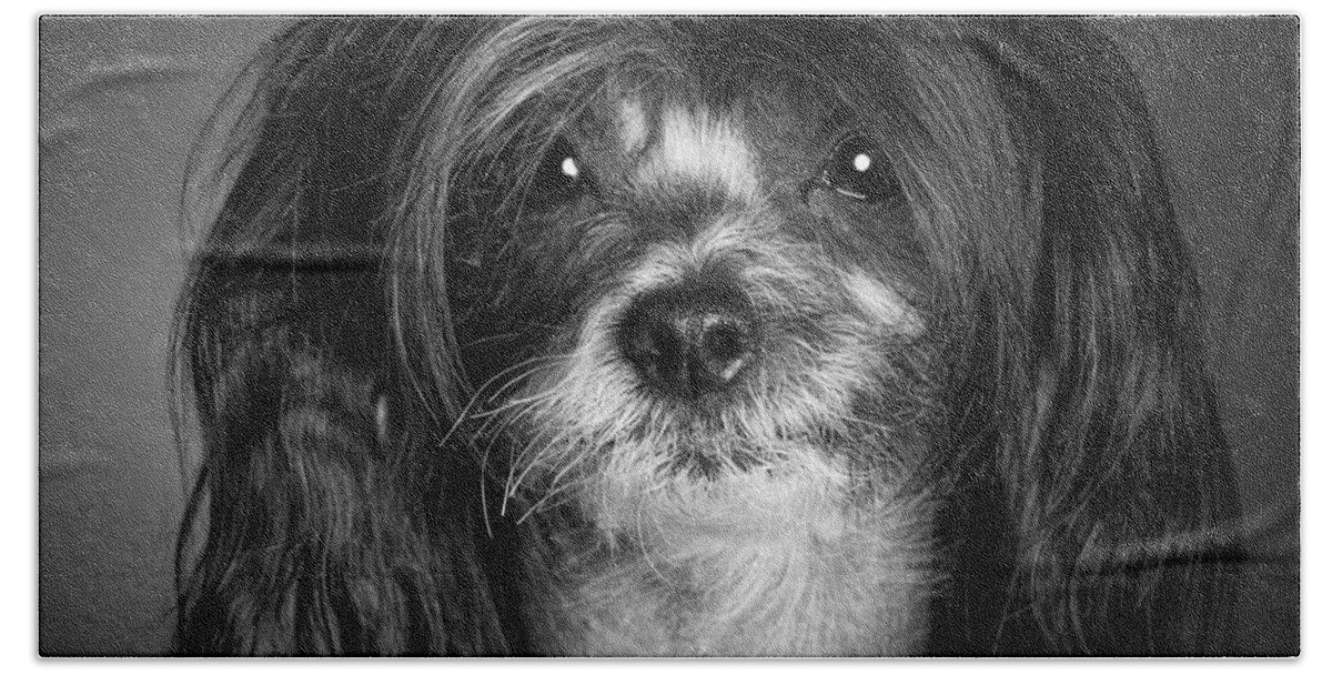 Dog Beach Towel featuring the photograph Chinese Crested - 02 by Larry Carr