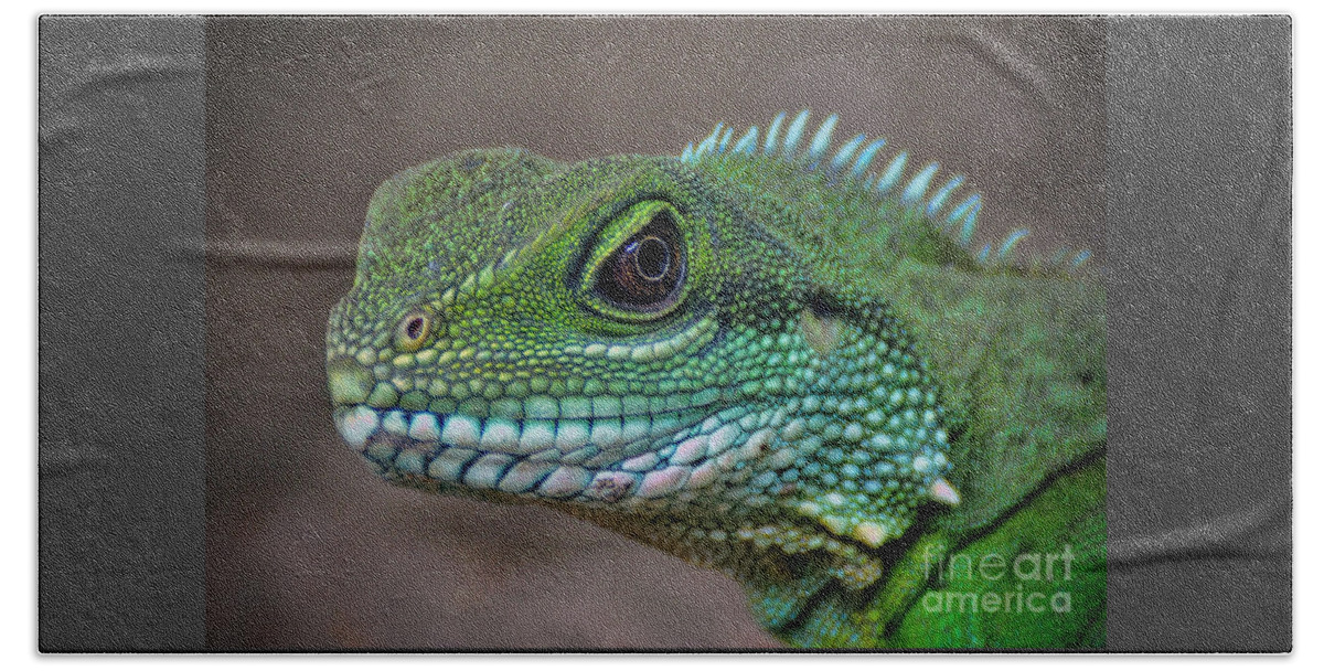 Chinese Beach Sheet featuring the photograph Chinese Water Dragon by Savannah Gibbs