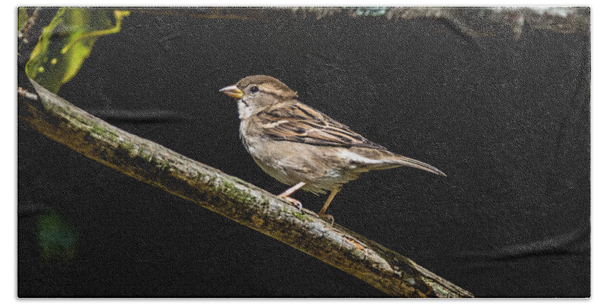 Sparrow Beach Towel featuring the photograph Chipping Sparrow by Bob Orsillo