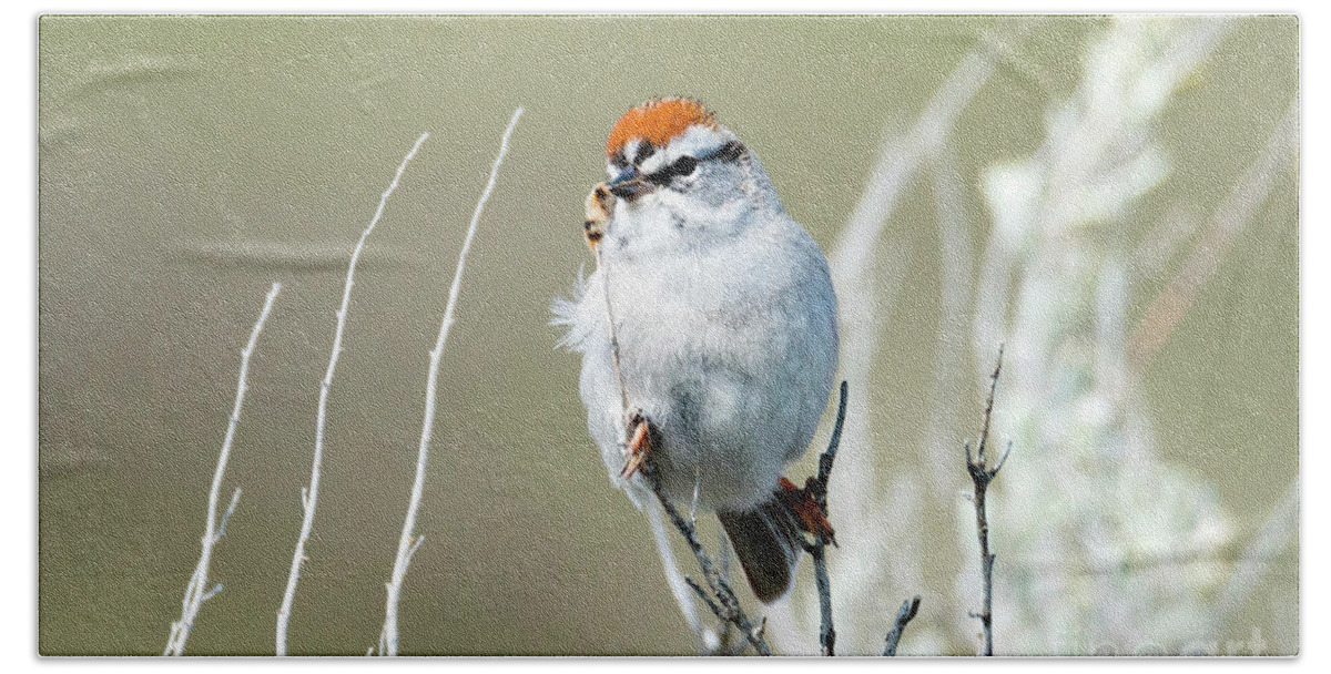 Chipping Sparrow Beach Towel featuring the photograph Chipping Sparrow by Michael Dawson