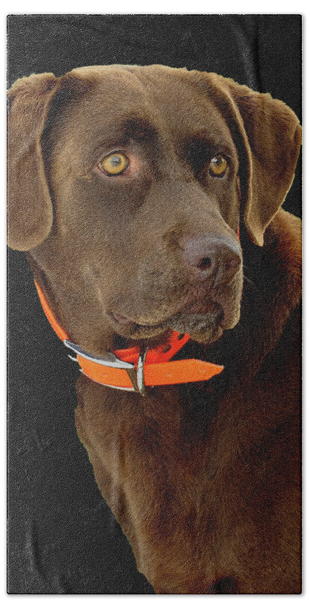 Dog Beach Sheet featuring the photograph Chocolate Lab by William Jobes