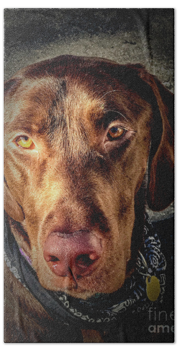 Animal Beach Towel featuring the photograph Chocolate Lab by William Norton