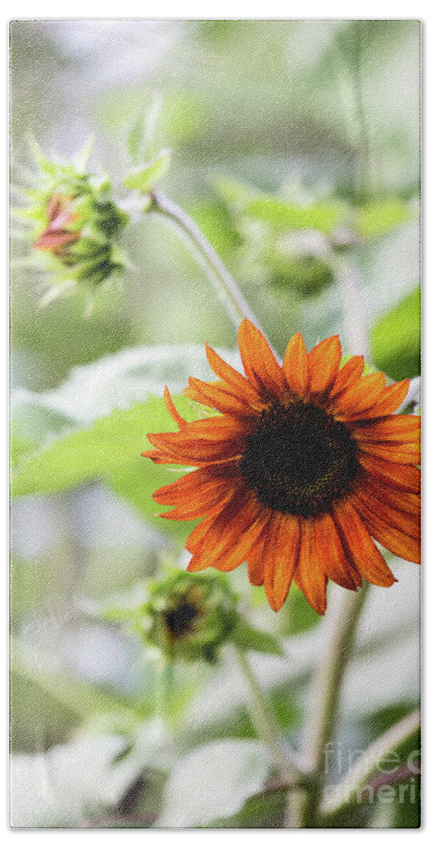 Sunflower Beach Towel featuring the photograph Chocolate Sunflower by Charles Hite