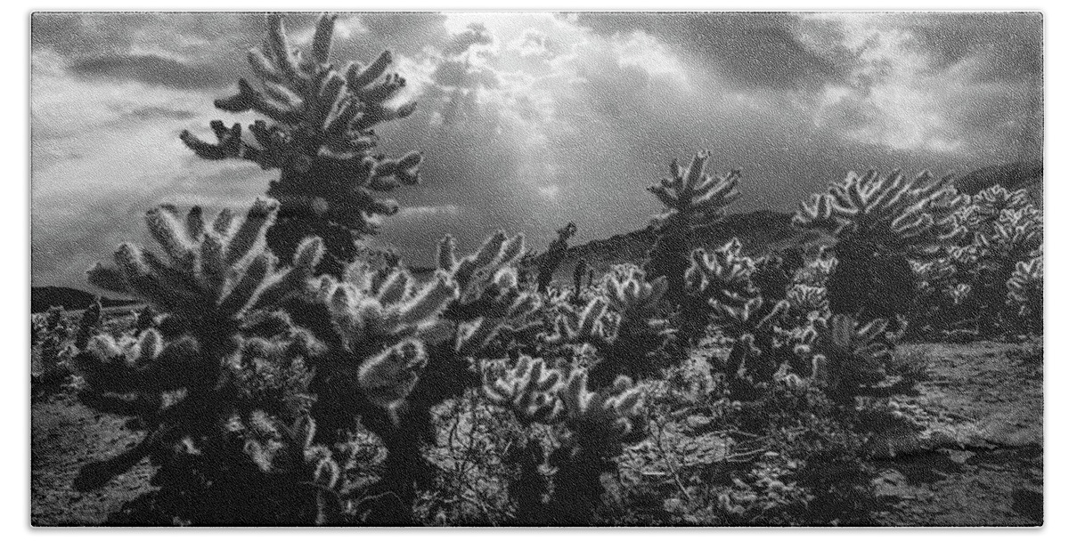 Art Beach Towel featuring the photograph Cholla Cactus Garden bathed in Sunlight in Black and White by Randall Nyhof