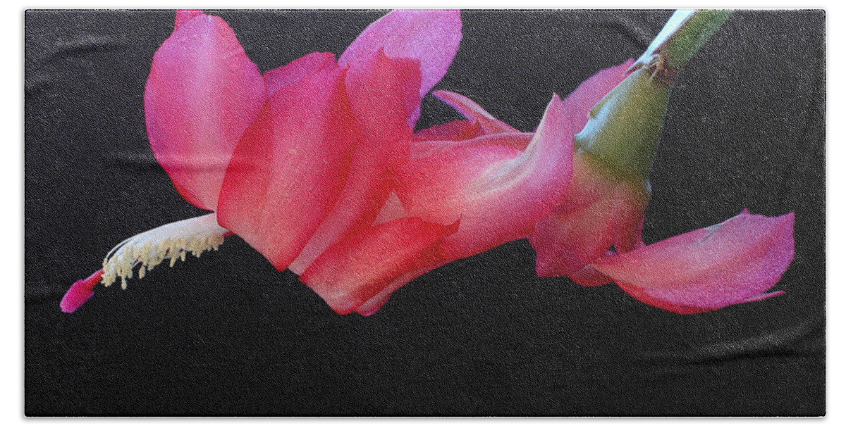 Christmas Beach Towel featuring the photograph Christmas Cactus on Black by Farol Tomson
