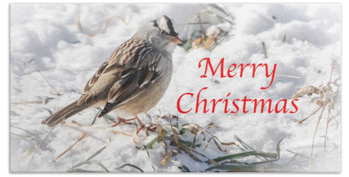 White-crowned Sparrow Beach Towel featuring the photograph Christmas Sparrow by Holden The Moment