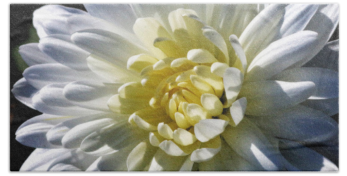 Flower Beach Towel featuring the photograph Chrysanthemum in Sunlight by William Selander