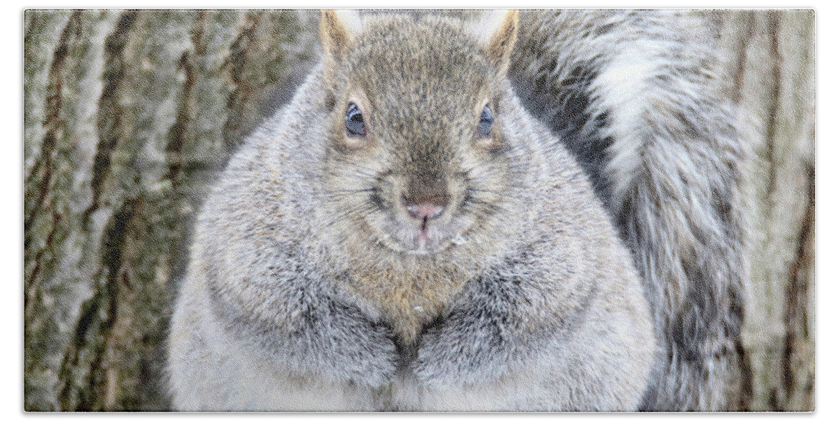 Squirrel Beach Sheet featuring the photograph Chubby Squirrel by Brook Burling