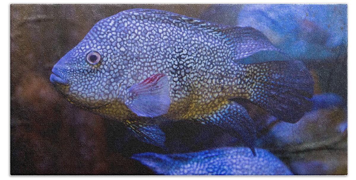 Fish Beach Towel featuring the photograph Cichlid by Allan Morrison