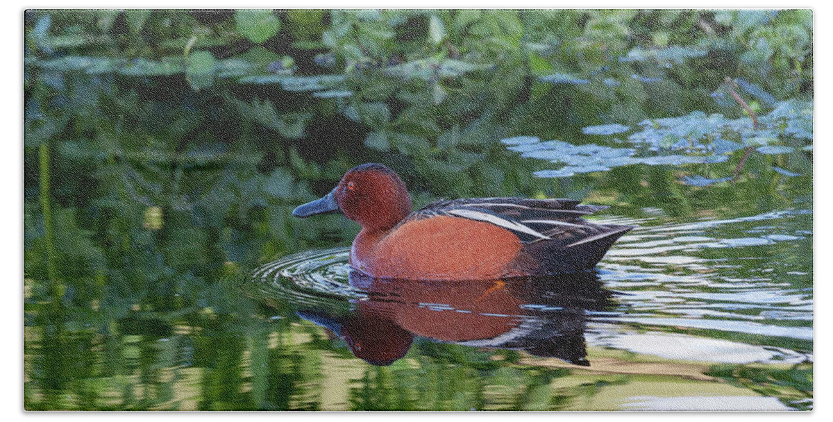Mark Miller Photos Beach Towel featuring the photograph Cinnamon Teal in Quiet Waters by Mark Miller