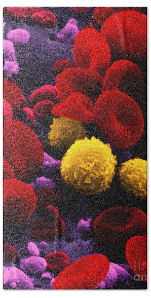 Scanning Electron Micrograph Beach Towel featuring the photograph Circulating Human Blood, Sem by Omikron