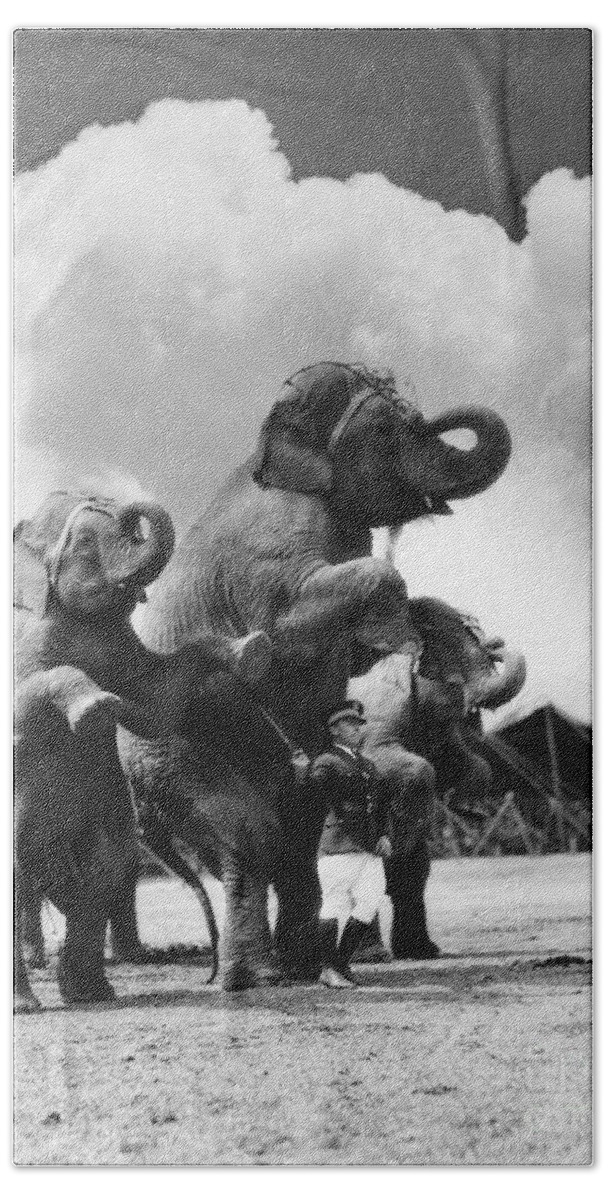 1930s Beach Towel featuring the photograph Circus Trainer With Elephants, C.1930s by H. Armstrong Roberts/ClassicStock