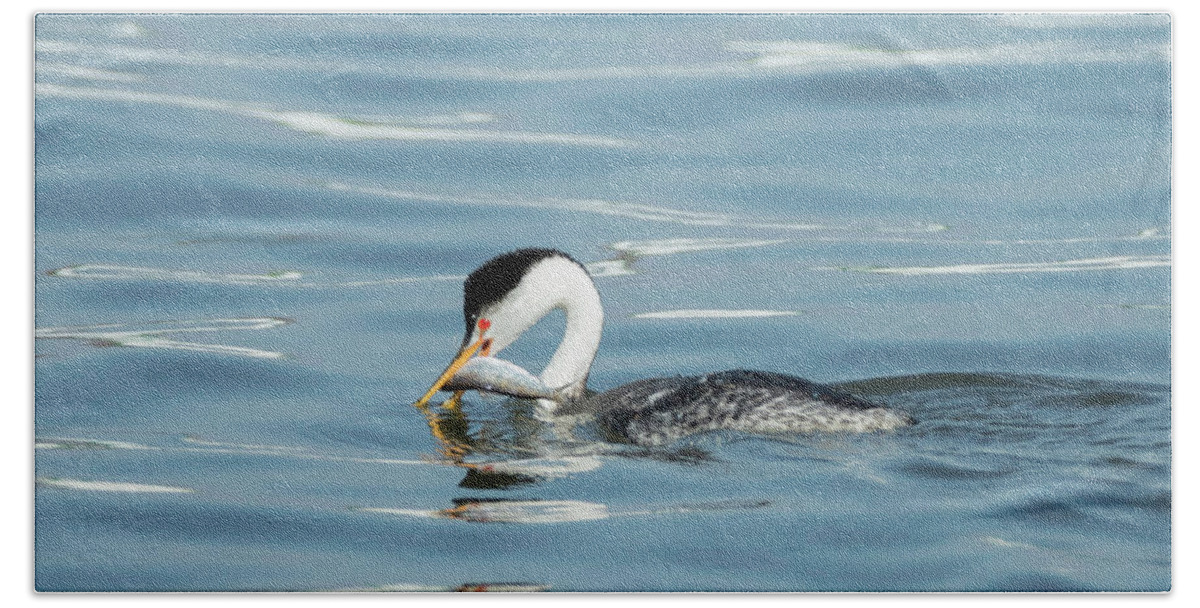 Clarks Grebe Beach Towel featuring the photograph Clarks Grebe by Everet Regal