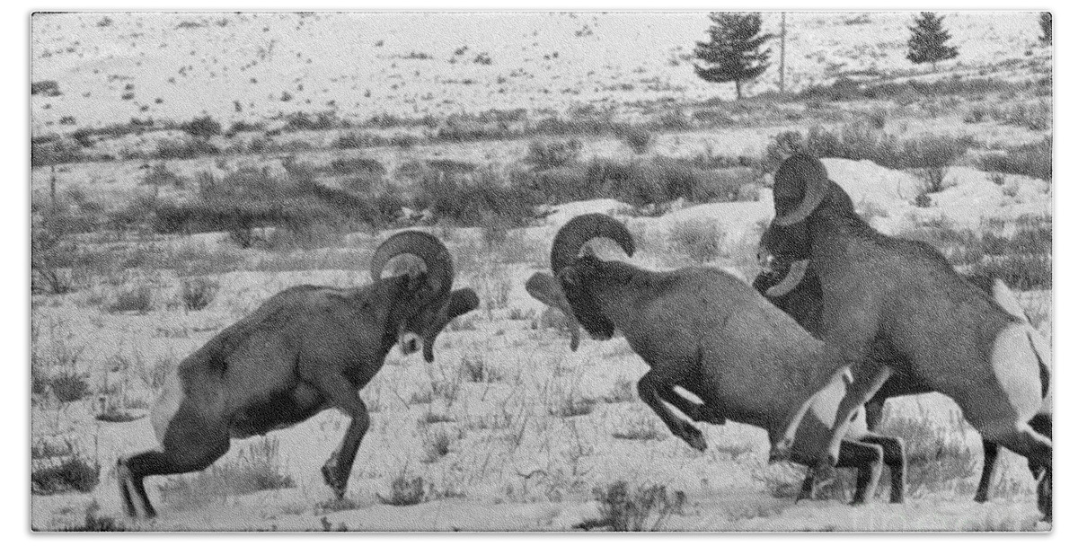 Bighorn Sheep Beach Towel featuring the photograph Clash Of The Bighorn Bruisers by Adam Jewell