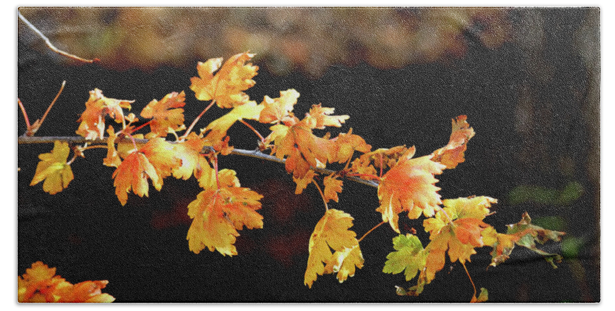 Autumn Beach Sheet featuring the photograph Classic Colors by Ron Cline