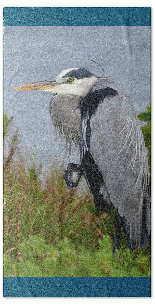 Blue Heron Beach Towel featuring the photograph Classy Blue Heron by Artful Imagery