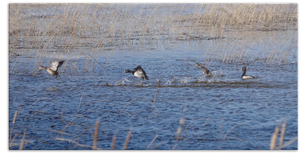 Nature Beach Towel featuring the photograph Cleared for Takeoff-Ring-Necked Ducks by David Porteus