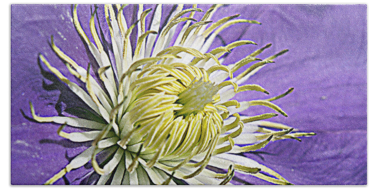 Flower Beach Towel featuring the photograph Clematis-------Up Close by Bob Johnson