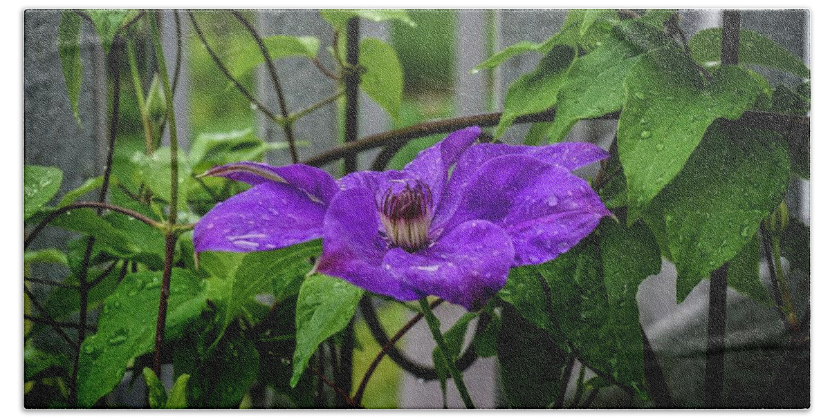 Purple Clematis Beach Towel featuring the photograph Clematis in Purple by Mary Timman