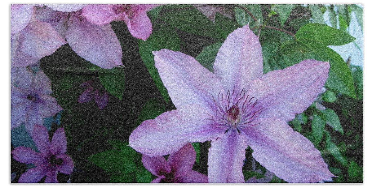 Clematis Beach Towel featuring the photograph Clematis by Maria Joy