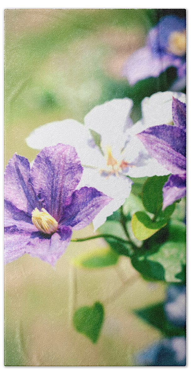 Clematis Beach Towel featuring the photograph Clematis by Yuka Kato