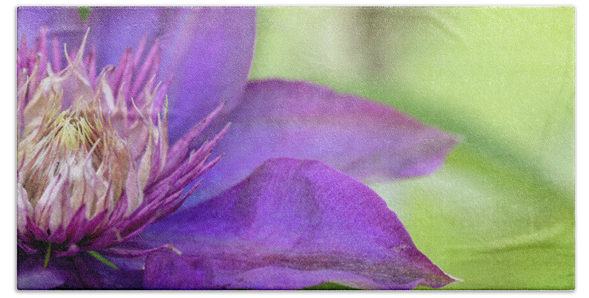 Clematis Beach Sheet featuring the photograph Clematis by Rebecca Cozart